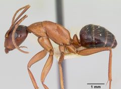 Camponotus castaneus casent0172604 profile 1 by April Nobile. Used under a CC BY 4.0 license.