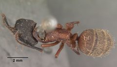 Camponotus chromaiodes casent0102534 dorsal 1 by April Nobile. Used under a CC BY 4.0 license.