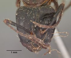 Camponotus chromaiodes casent0102534 head 1 by April Nobile. Used under a CC BY 4.0 license.