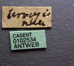 Camponotus chromaiodes casent0102534 label 1 by April Nobile. Used under a CC BY 4.0 license.