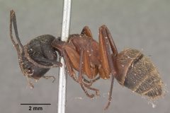 Camponotus chromaiodes casent0102534 profile 1 by April Nobile. Used under a CC BY 4.0 license.