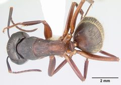 Camponotus chromaiodes casent0104763 dorsal 1 by April Nobile. Used under a CC BY 4.0 license.