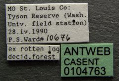 Camponotus chromaiodes casent0104763 label 1 by April Nobile. Used under a CC BY 4.0 license.