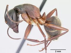 Camponotus chromaiodes casent0104763 profile 1 by April Nobile. Used under a CC BY 4.0 license.