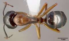 Camponotus clarithorax casent0005341 dorsal 1 by April Nobile. Used under a CC BY 4.0 license.