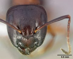 Camponotus clarithorax casent0005341 head 1 by April Nobile. Used under a CC BY 4.0 license.