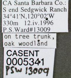 Camponotus clarithorax casent0005341 label 1 by wikipedia. Used under a CC BY 4.0 license.