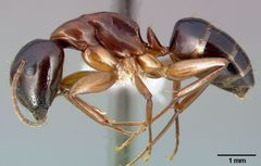 Camponotus clarithorax casent0005341 profile 1 by April Nobile. Used under a CC BY 4.0 license.