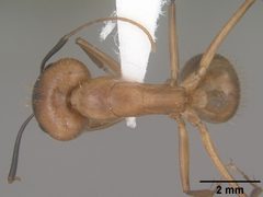 Camponotus festinatus casent0102774 dorsal 1 by April Nobile. Used under a CC BY 4.0 license.