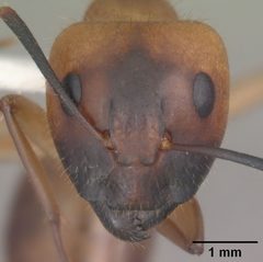 Camponotus festinatus casent0102774 head 1 by April Nobile. Used under a CC BY 4.0 license.