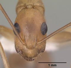 Camponotus festinatus casent0102775 head 1 by Jen Fogarty. Used under a CC BY 4.0 license.