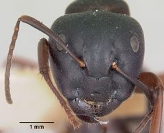 Camponotus herculeanus casent0103345 head 1 by April Nobile. Used under a CC BY 4.0 license.