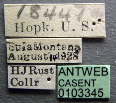 Camponotus herculeanus casent0103345 label 1 by April Nobile. Used under a CC BY 4.0 license.