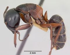 Camponotus herculeanus casent0103345 profile 1 by April Nobile. Used under a CC BY 4.0 license.