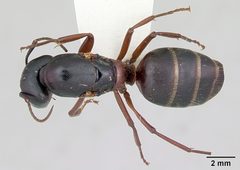 Camponotus herculeanus casent0103346 dorsal 1 by April Nobile. Used under a CC BY 4.0 license.