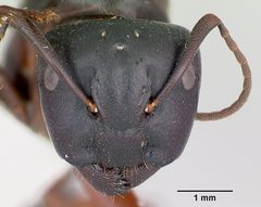 Camponotus herculeanus casent0103346 head 1 by April Nobile. Used under a CC BY 4.0 license.