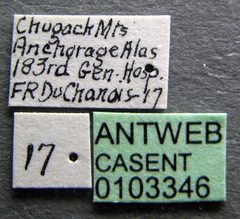 Camponotus herculeanus casent0103346 label 1 by April Nobile. Used under a CC BY 4.0 license.
