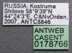 Camponotus herculeanus casent0178766 label 1 by April Nobile. Used under a CC BY 4.0 license.
