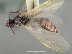 Camponotus hyatti castype00598 dorsal 1 by wikipedia. Used under a CC BY 4.0 license.