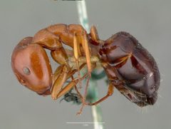 Camponotus hyatti castype00600 profile 1 by wikipedia. Used under a CC BY 4.0 license.