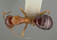 Camponotus hyatti castype00601 dorsal 1 by wikipedia. Used under a CC BY 4.0 license.