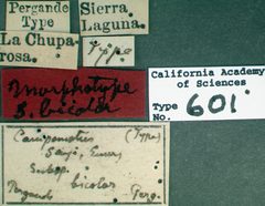 Camponotus hyatti castype00601 label 1 by wikipedia. Used under a CC BY 4.0 license.
