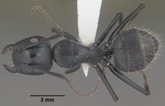 Camponotus laevigatus casent0102776 dorsal 1 by Jen Fogarty. Used under a CC BY 4.0 license.