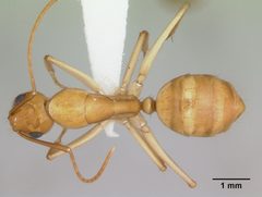 Camponotus microps casent0103423 dorsal 1 by April Nobile. Used under a CC BY 4.0 license.