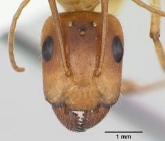 Camponotus microps casent0103424 head 1 by April Nobile. Used under a CC BY 4.0 license.