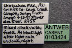 Camponotus microps casent0103424 label 1 by April Nobile. Used under a CC BY 4.0 license.