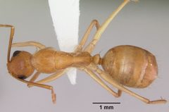 Camponotus microps casent0103426 dorsal 1 by April Nobile. Used under a CC BY 4.0 license.