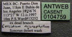 Camponotus mina casent0104759 label 1 by April Nobile. Used under a CC BY 4.0 license.