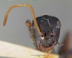 Camponotus mina castype00595 head 1 by wikipedia. Used under a CC BY 4.0 license.