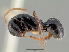 Camponotus mina castype00595 profile 1 by wikipedia. Used under a CC BY 4.0 license.