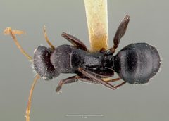 Camponotus mina castype00597 dorsal 1 by wikipedia. Used under a CC BY 4.0 license.