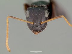Camponotus mina castype00597 head 1 by wikipedia. Used under a CC BY 4.0 license.