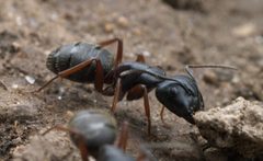 Camponotus modoc P1220726a by 
xpda. Used under a CC BY-SA 4.0 license.