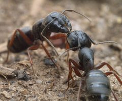 Camponotus modoc P1220746a by 
xpda. Used under a CC BY-SA 4.0 license.