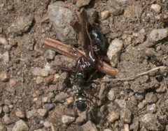 Camponotus modoc P1220784a by 
xpda. Used under a CC BY-SA 4.0 license.