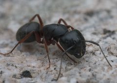 Camponotus modoc P1240188a by 
xpda. Used under a CC BY-SA 4.0 license.