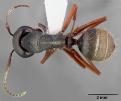 Camponotus modoc casent0005347 dorsal 1 by April Nobile. Used under a CC BY 4.0 license.