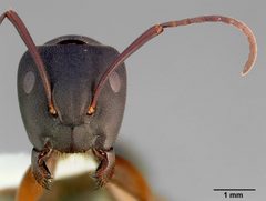 Camponotus modoc casent0005347 head 2 by April Nobile. Used under a CC BY 4.0 license.