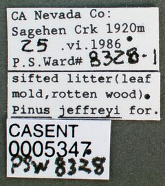 Camponotus modoc casent0005347 label 1 by wikipedia. Used under a CC BY 4.0 license.