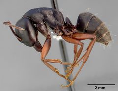Camponotus modoc casent0005347 profile 1 by April Nobile. Used under a CC BY 4.0 license.