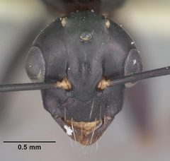Camponotus nearcticus casent0102697 head 1 by April Nobile. Used under a CC BY 4.0 license.