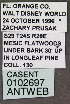 Camponotus nearcticus casent0102697 label 1 by April Nobile. Used under a CC BY 4.0 license.
