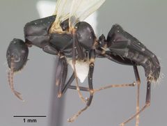 Camponotus nearcticus casent0102697 profile 1 by April Nobile. Used under a CC BY 4.0 license.