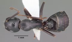 Camponotus nearcticus casent0103685 dorsal 1 by April Nobile. Used under a CC BY 4.0 license.
