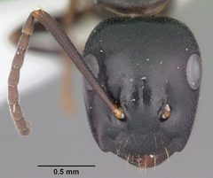 Camponotus nearcticus casent0103685 head 1 by April Nobile. Used under a CC BY 4.0 license.