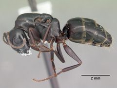 Camponotus nearcticus casent0103688 profile 1 by April Nobile. Used under a CC BY 4.0 license.